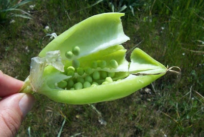 Giaggiolo siciliano