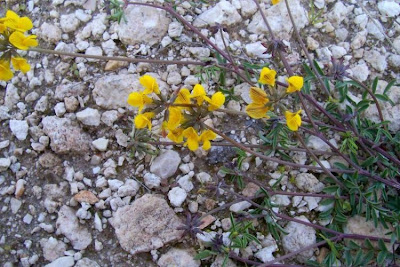 Horseshoe-vetch