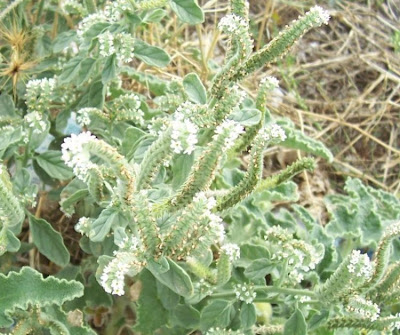 Caterpillar-weed Caterpillar-weed