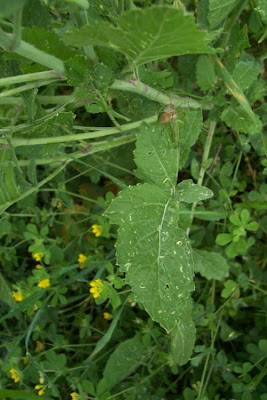 Buchanweed Buchanweed