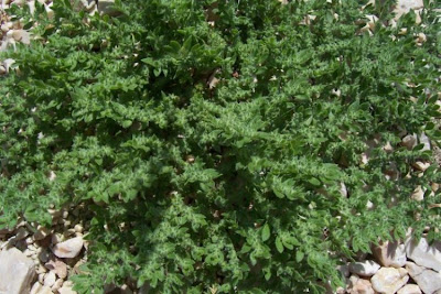 Hairy rupturewort Hairy rupturewort