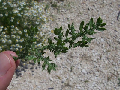 Hairy rupturewort Hairy rupturewort