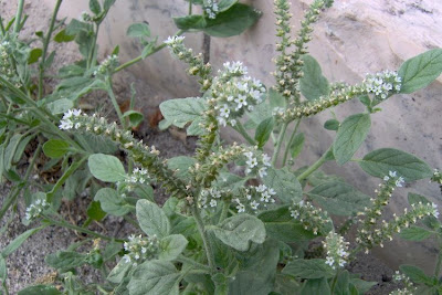 Caterpillar-weed Caterpillar-weed