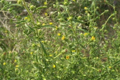 Camphor inula