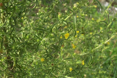 Camphor inula