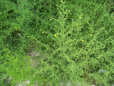Camphor inula