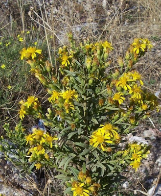 False yellowhead False yellowhead