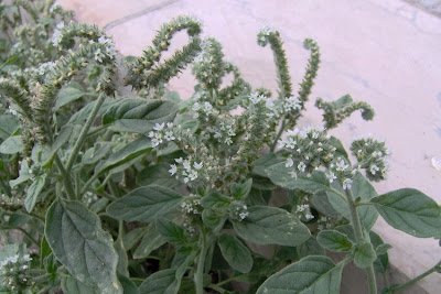 Caterpillar-weed Caterpillar-weed