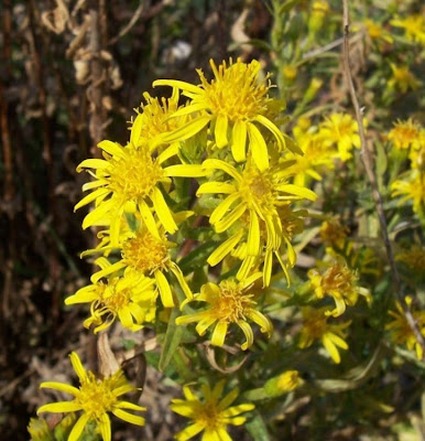 False yellowhead False yellowhead
