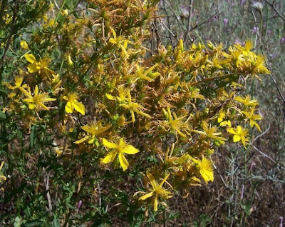 Common St. Johnswort Common St. Johnswort