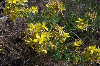 Common St. Johnswort Common St. Johnswort