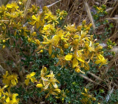 Common St. Johnswort Common St. Johnswort