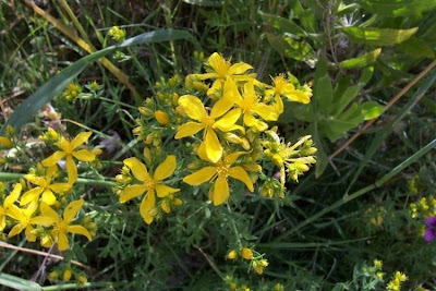 Common St. Johnswort Common St. Johnswort