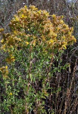 Common St. Johnswort Common St. Johnswort