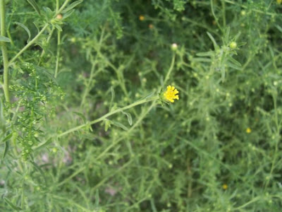 Camphor inula