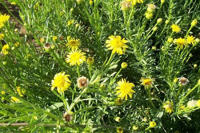 Golden Samphire