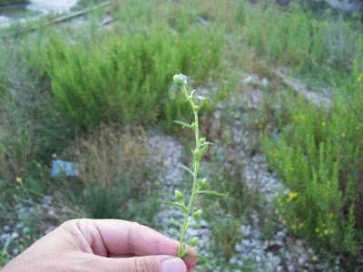 Camphor inula