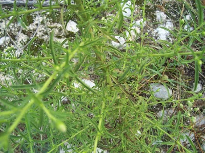 Camphor inula