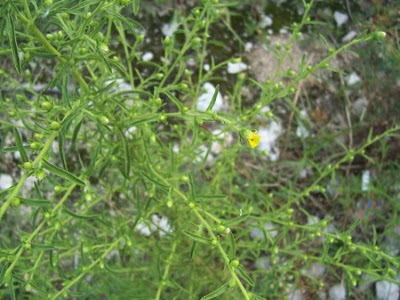 Camphor inula