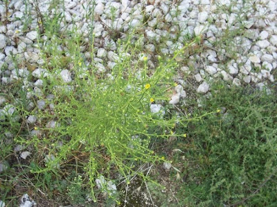 Camphor inula