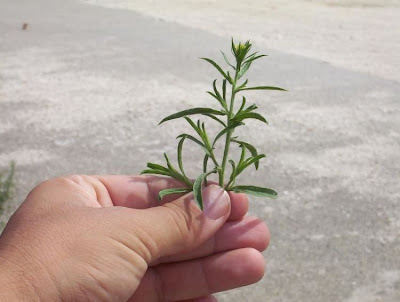 Camphor inula