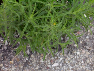 Camphor inula