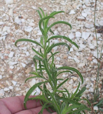 Camphor inula