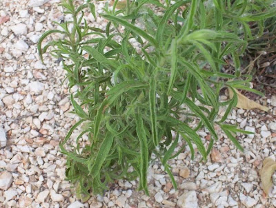 Camphor inula