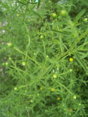 Camphor inula
