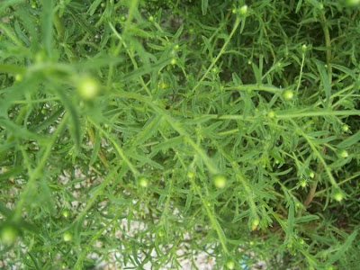 Camphor inula