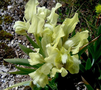 Giaggiolo siciliano
