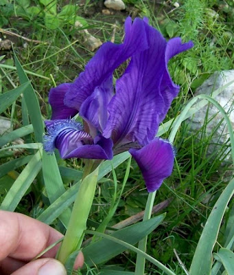 Giaggiolo siciliano