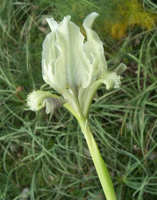 Giaggiolo siciliano