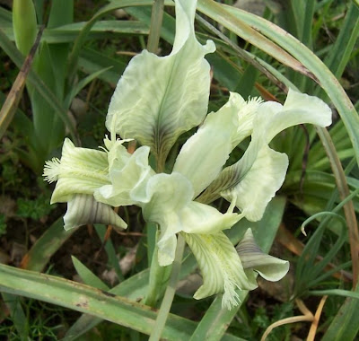 Giaggiolo siciliano