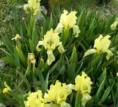 Giaggiolo siciliano