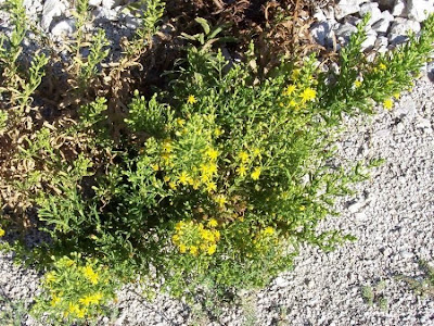 False yellowhead False yellowhead