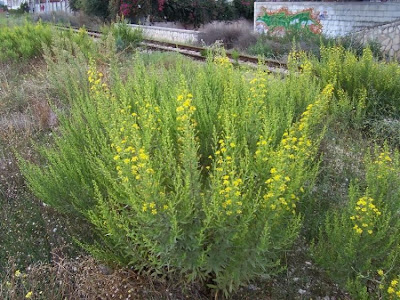 False yellowhead False yellowhead