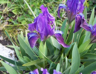Giaggiolo siciliano