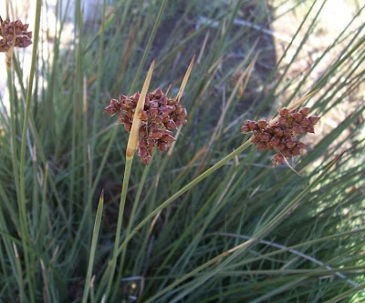 Juncus acutus,
Giunco bratteato,
Giunco pungente,
Leopold's rush,
Sharp Rush,
spiny rush,
spiny-rush