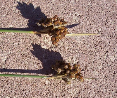 Juncus acutus,
Giunco bratteato,
Giunco pungente,
Leopold's rush,
Sharp Rush,
spiny rush,
spiny-rush