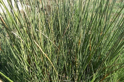 Juncus acutus,
Giunco bratteato,
Giunco pungente,
Leopold's rush,
Sharp Rush,
spiny rush,
spiny-rush