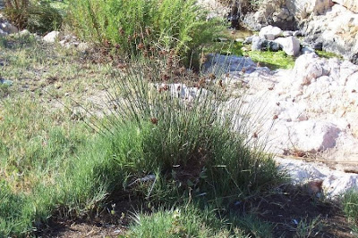 Juncus acutus,
Giunco bratteato,
Giunco pungente,
Leopold's rush,
Sharp Rush,
spiny rush,
spiny-rush