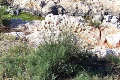 Juncus acutus,
Giunco bratteato,
Giunco pungente,
Leopold's rush,
Sharp Rush,
spiny rush,
spiny-rush