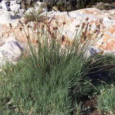 Juncus acutus,
Giunco bratteato,
Giunco pungente,
Leopold's rush,
Sharp Rush,
spiny rush,
spiny-rush