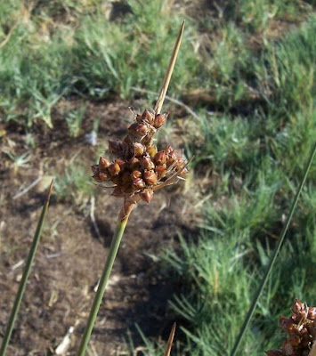 Juncus acutus,
Giunco bratteato,
Giunco pungente,
Leopold's rush,
Sharp Rush,
spiny rush,
spiny-rush