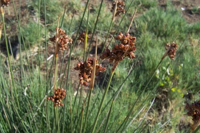 Juncus acutus,
Giunco bratteato,
Giunco pungente,
Leopold's rush,
Sharp Rush,
spiny rush,
spiny-rush