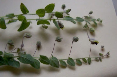 Kickxia commutata,
Cencio perennante,
Mediterranean Fluellen