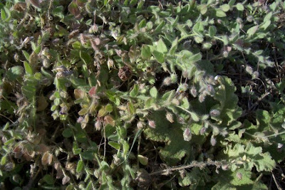 Kickxia commutata,
Cencio perennante,
Mediterranean Fluellen