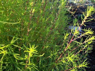 Kochia scoparia (L.) Schrader