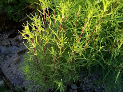 Kochia scoparia (L.) Schrader